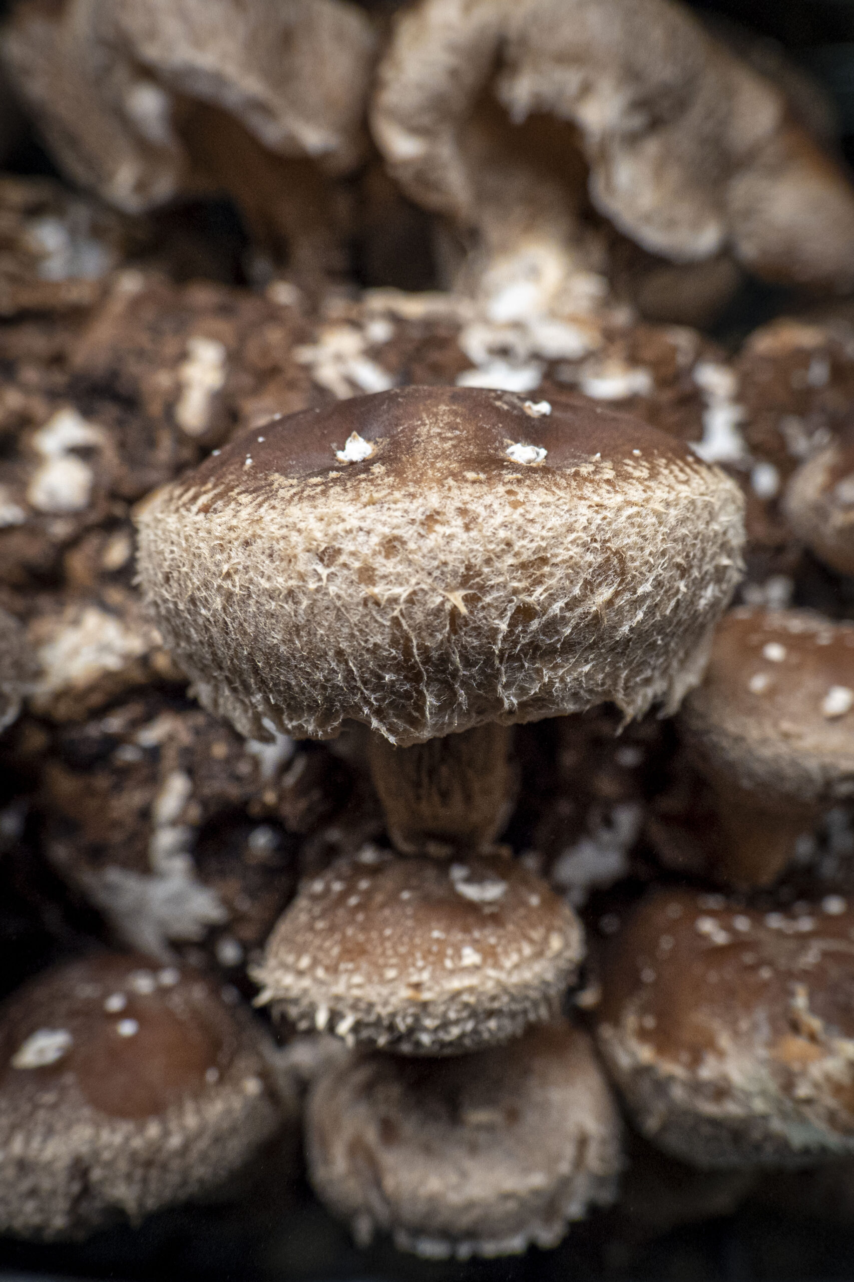 Shiitake mushrooms — high in ergothioneine