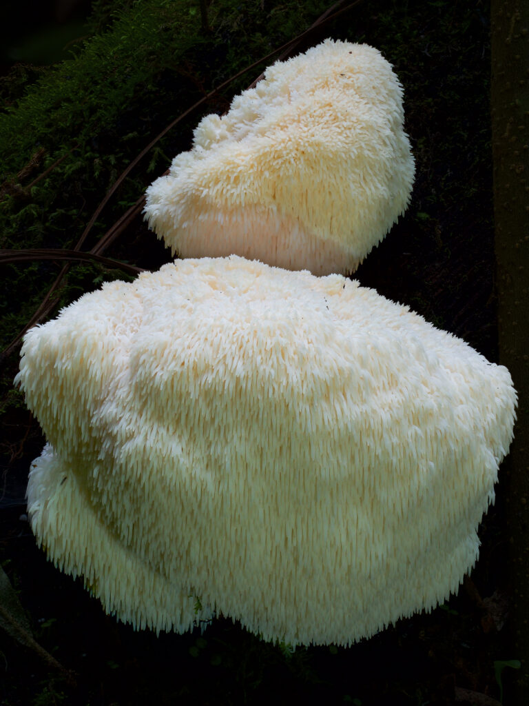 Lions Mane Mushroom (Hericium erinaceus)
