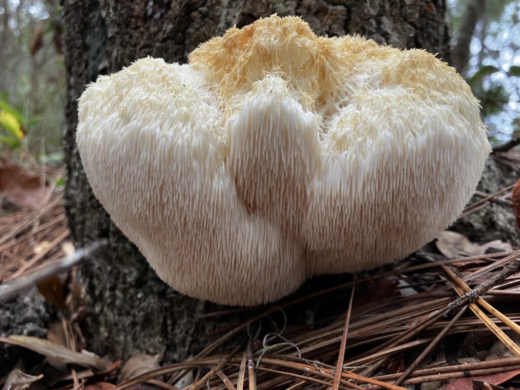 Lions Mane Mushroom (Hericium erinaceus)