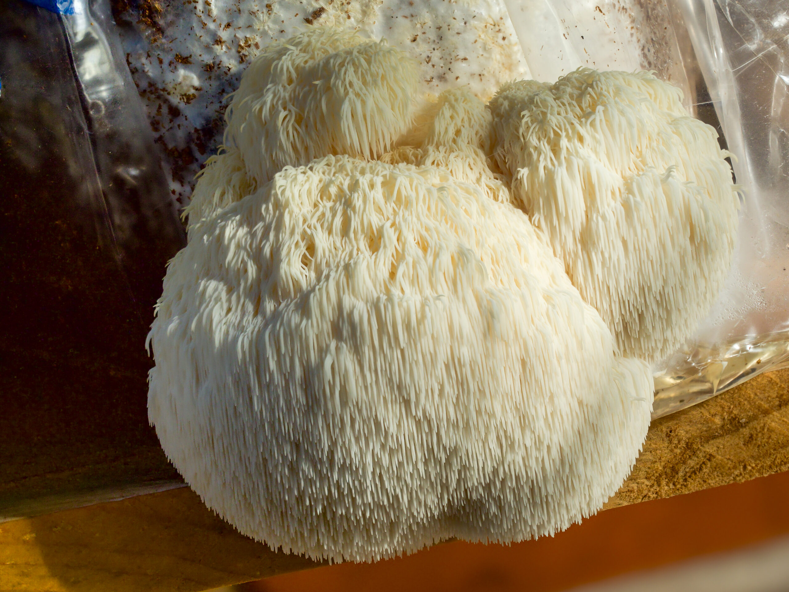 Lion's Mane (Hericium erinaceus) mushroom — studied for mood and cognitive benefits