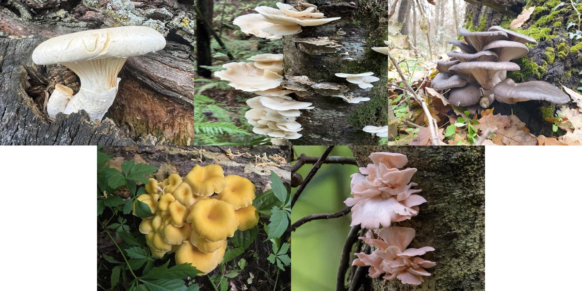 Different species of oyster mushrooms