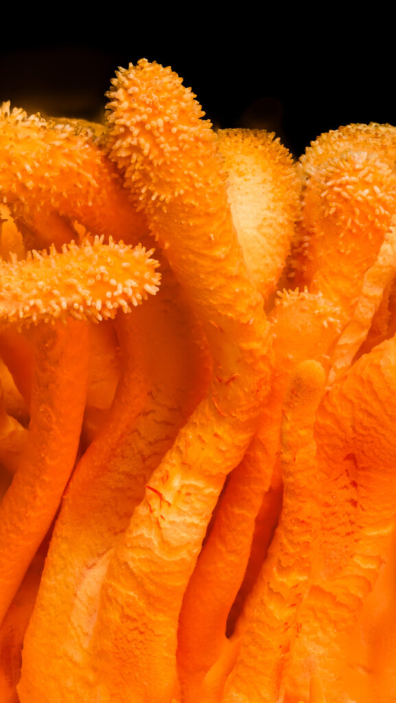 Cordyceps militaris fruiting body