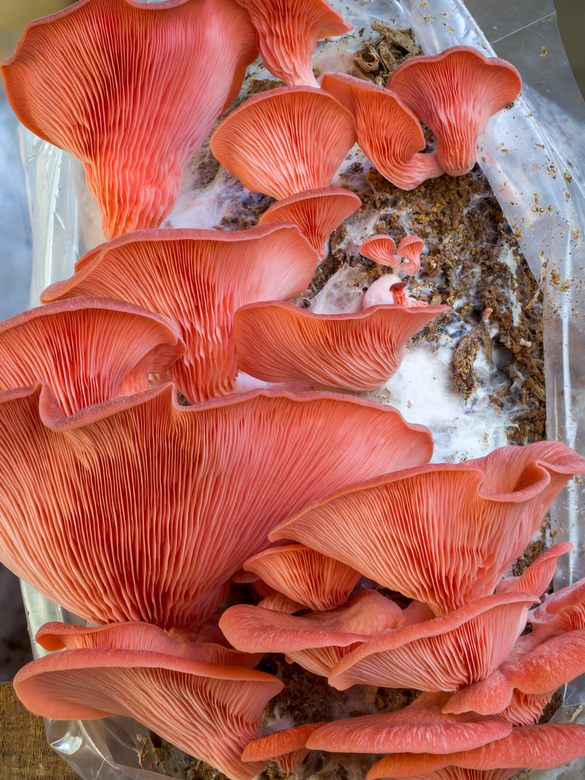 Pink oyster mushrooms