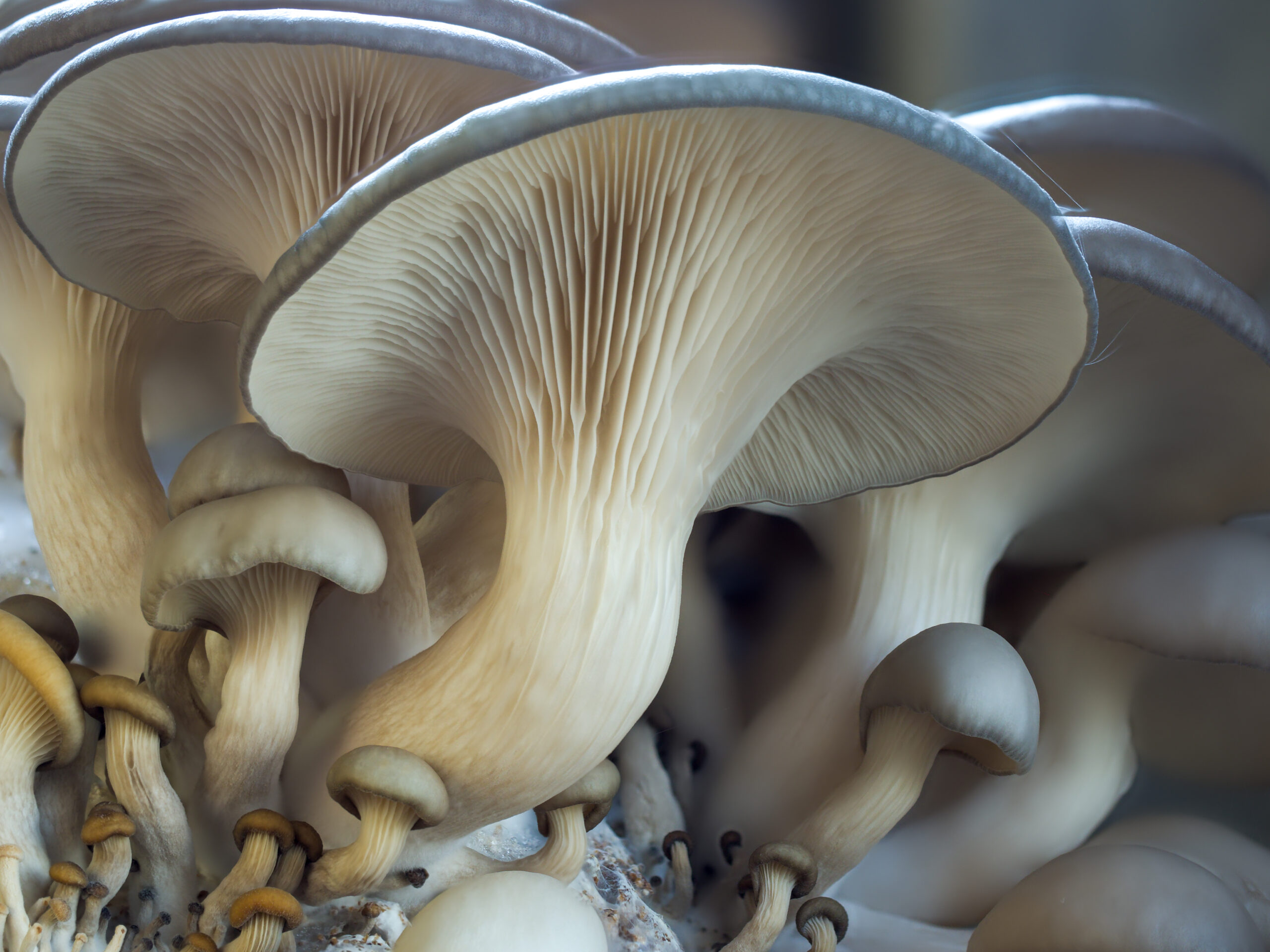 Grey oyster mushrooms